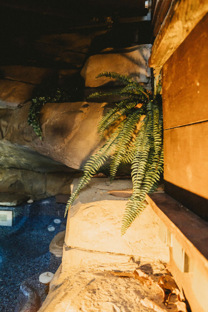 Fougère dans la grotte du jacuzzi